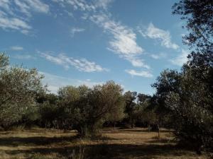 Villas Mas provencal de charme au milieu des oliviers -Piscine-Clim : photos des chambres