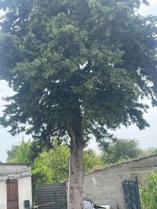 Maisons de vacances Maison Le grand sapin , 5min du zoo parc de Beauval : photos des chambres