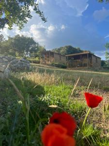 Lodges La Cabane de Mercone Crenu : photos des chambres