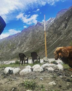 Bored Ape Jispa - Camp Site