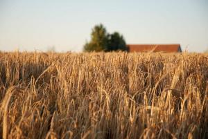 La Muzardière aux Gîtes de Cormenin