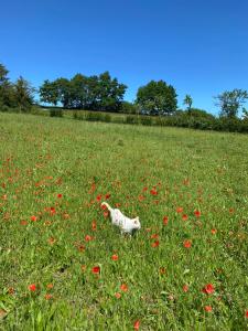 B&B / Chambres d'hotes La Vignerie : photos des chambres