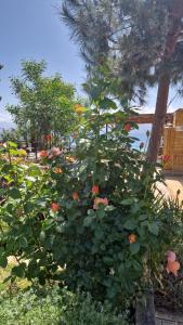 Hotels Hotel L'Escale : photos des chambres