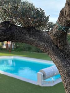 Villas Villa golfe de saint tropez : photos des chambres