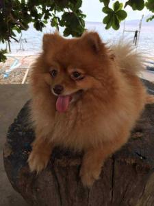 Cottage in Lobo Triple N Homestay