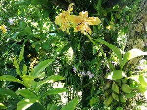Cabaña El Descanso #1, Macho Mora Mountain Lodge