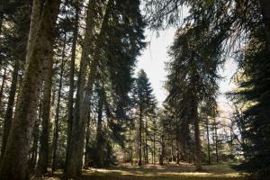 Maisons de vacances Chateau Le Camigne, vue Pyrenees : photos des chambres