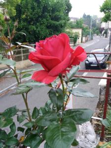 Appartements BED AND BREAKFAST LES ROSES MULTICOLORES DU 47 : photos des chambres