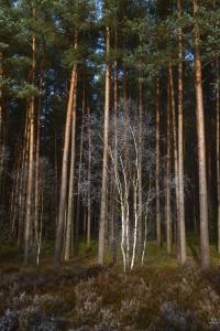 Ferienwohnung Niemann in Lutterloh