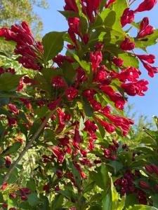 Fülöp Villa Apartmanház