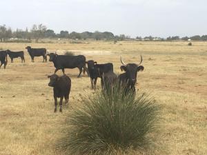 Maisons de vacances Maison familiale en Camargue : photos des chambres