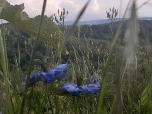 B&B / Chambres d'hotes BnB Ferme Beauregard Les Pyrenees : photos des chambres