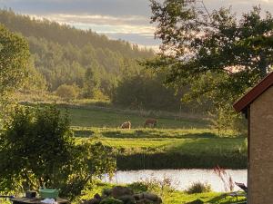 Rancho „Czajone na pigwowcu”