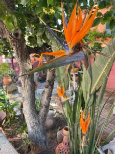 Residence ANTONIA Appartements avec piscine commune - centre ville Calvi : photos des chambres