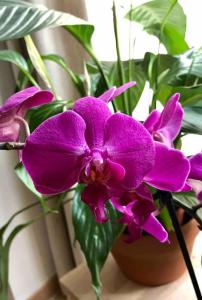 Sentirse en casa lejos de casa. Apartamento 2.