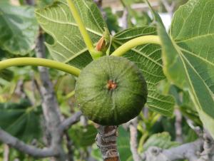 Orania, heaven in Mykonos
