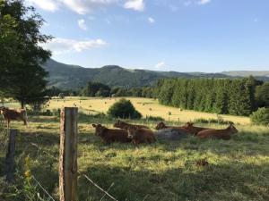 Appartements CENTRE MONT-DORE - BEL APPARTEMENT T2 + MEZZANINE - FR-1-608-149 : photos des chambres