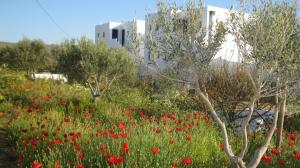 Aronis Plaka Naxos Naxos Greece