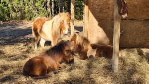 Maisons de vacances La Petite Bergerie - Gite a la Ferme : photos des chambres
