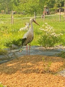 Rancho „Czajone na pigwowcu”