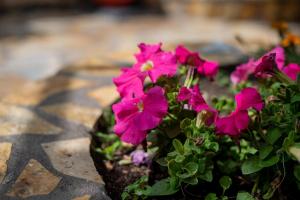 Panos Fishermans Cottage Zola