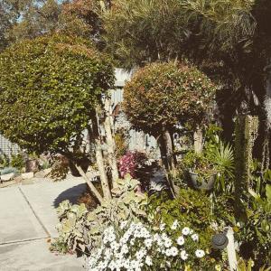 Dolphin Cottage Garden Studio