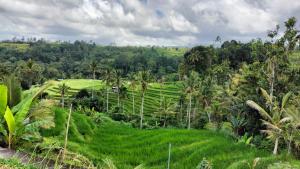 Magical Breeze Cabin