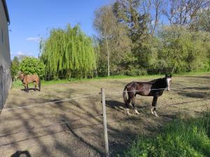 Maisons de vacances Le Moulin Neuf : photos des chambres