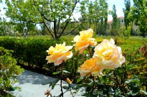 Vicky Studios and Apartments