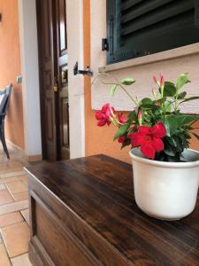 Il giardino delle rose