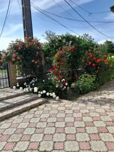 Casa G - 道泽兹西特里奥格