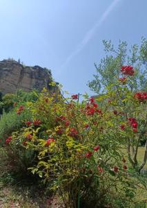 Maisons de vacances Logement de charme climatise au coeur de la Provence : photos des chambres