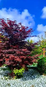 Apartamentos Rurales "La Escapada"