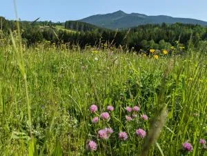 Ferienwohnung Osserglück - Schwarzenbach