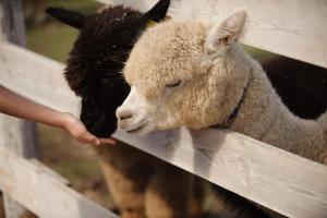 Log Park Dochidol Ranch