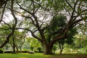 The Nest Thattekad - Kuttampuzha