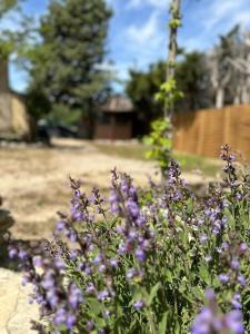 Maisons de vacances *Luba Huis - Maison avec Jardin en Provence* : photos des chambres