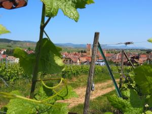 Maisons de vacances Vineyard house Eguisheim : photos des chambres