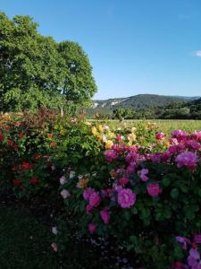 Maisons de vacances Luberon - Mas du Grand Saint Julien : photos des chambres