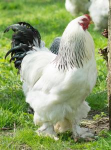 Sejours a la ferme ferme pedagogique des pennetieres : photos des chambres