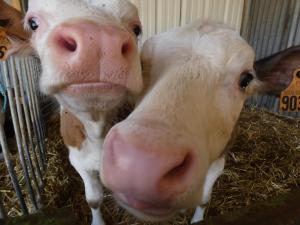 Sejours a la ferme ferme pedagogique des pennetieres : photos des chambres