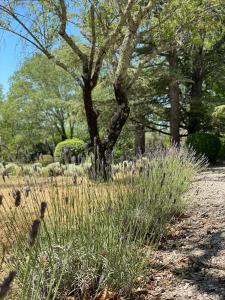 Maisons d'hotes Domaine de Bonelli : Chambre Lit Queen-Size - Vue sur Jardin