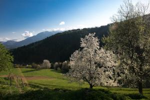 Quiet apartment with a terrace on Organic farm