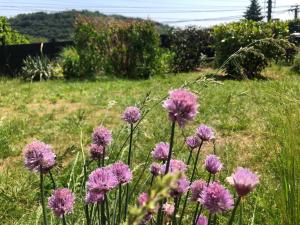 Appartements Le jardin suspendu : photos des chambres