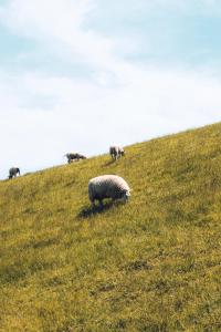 Bed & Bakkie Het Lamsoor Texel