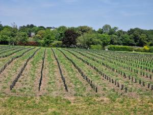 Appartements Gite -l'Appart- au Vignoble Domaine Lamballe, Baden, Golfe du Morbihan : Appartement 1 Chambre