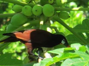 Las Casitas of Villa Paraiso Beachfront & Pool