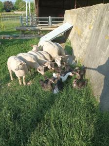 Maisons de vacances Gite a la ferme : photos des chambres