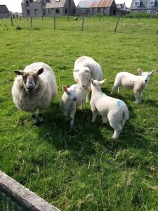 Stemreway Beach View Cottage