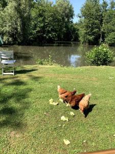 Chalets L’etang d’une pause - Cote d’Opale : photos des chambres